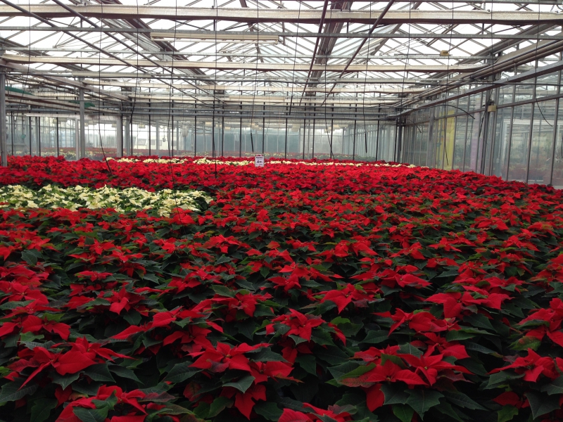 pepiniere-BAGNOLS EN FORET-min_poinsettia-210023